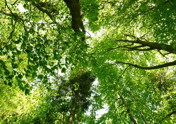 Tiefer Waldhintergrund — Stockfoto