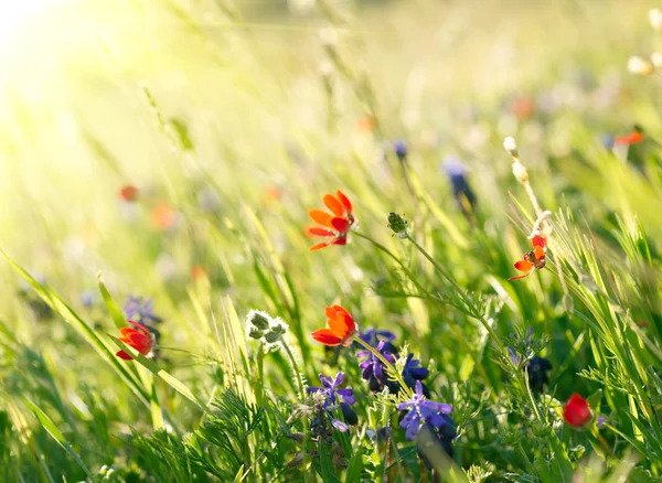 Fiori di campo rosso con colture verdi. DOF poco profondo — Foto Stock