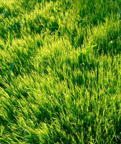 Fundo de grama verde fresco — Fotografia de Stock