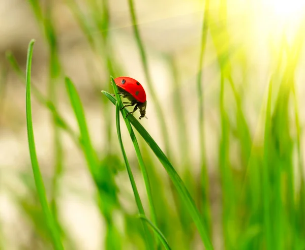 Marienkäfer im grünen Gras. flacher dof — Stockfoto