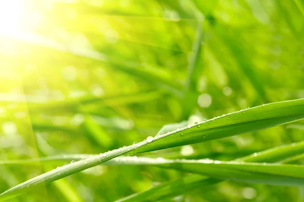 绿草与雨滴背景 — 图库照片