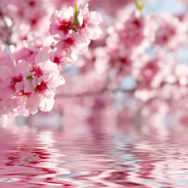 Våren blommar — Stockfoto