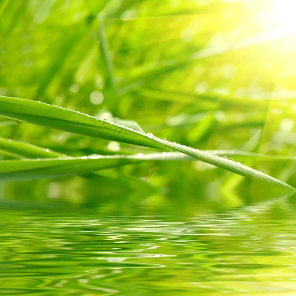 Grama verde com fundo de gotas de chuva — Fotografia de Stock