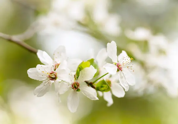 Vår vita blommor — Stockfoto