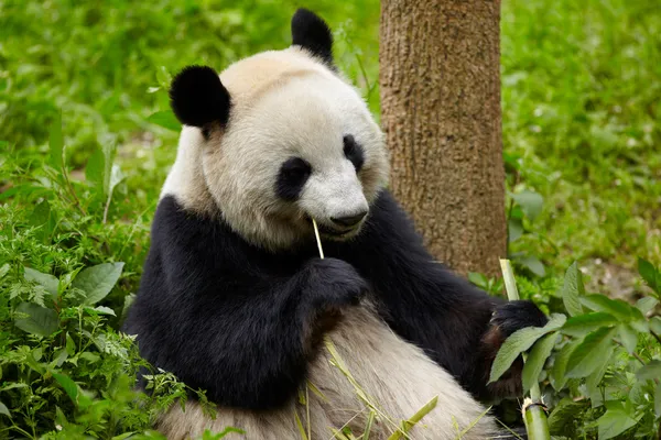 Panda gigante che mangia bambù — Foto Stock