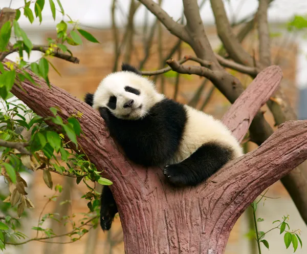Dormire gigante panda bambino Immagini Stock Royalty Free
