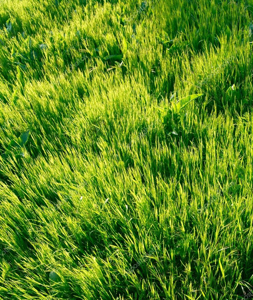 fresh green grass background |图库照片08iryna sosnytska#1
