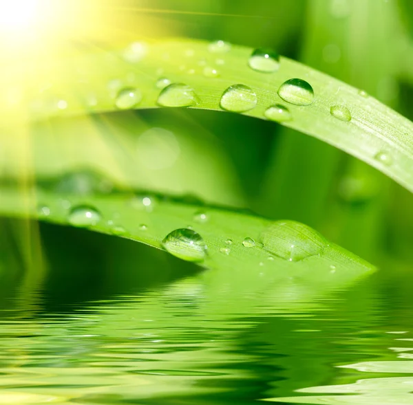 Erba verde con gocce di pioggia — Foto Stock