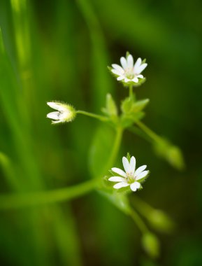 küçük beyaz yaz alan çiçek