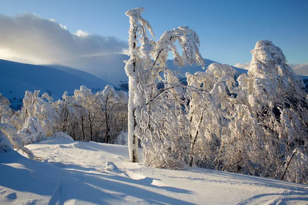 Paisaje invernal con árboles cubiertos de nieve —  Fotos de Stock