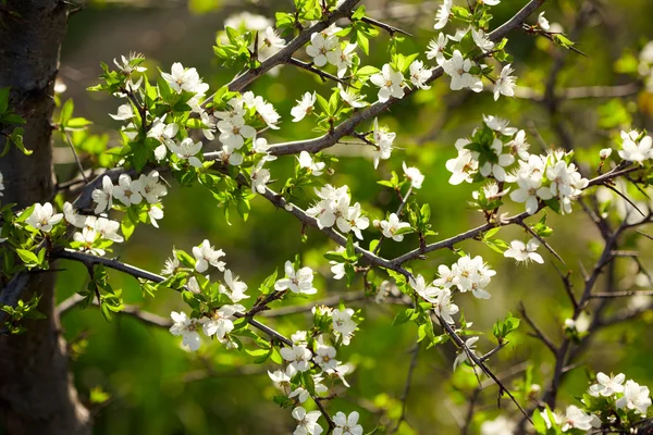 春天的白花 — 图库照片