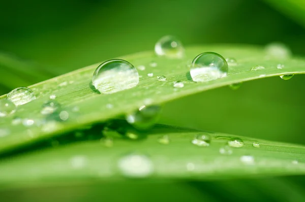 Grama verde com gotas de chuva — Fotografia de Stock