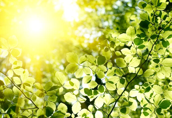 Grüne Blätter Hintergrund — Stockfoto