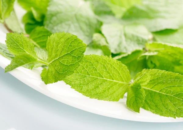 Fresh mint — Stock Photo, Image