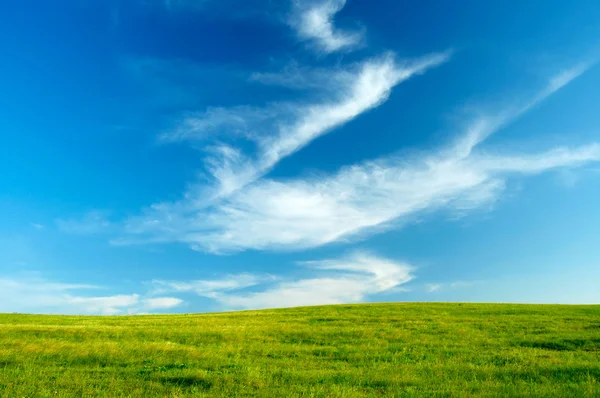 Grama verde e céu azul fundo — Fotografia de Stock