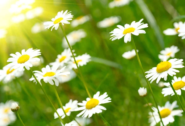 Weiße und gelbe Gänseblümchen — Stockfoto