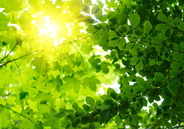 Groene bladeren met zonnestraal — Stockfoto