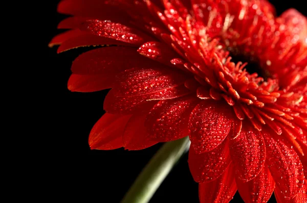 Rote Gänseblümchen-Gerbera — Stockfoto