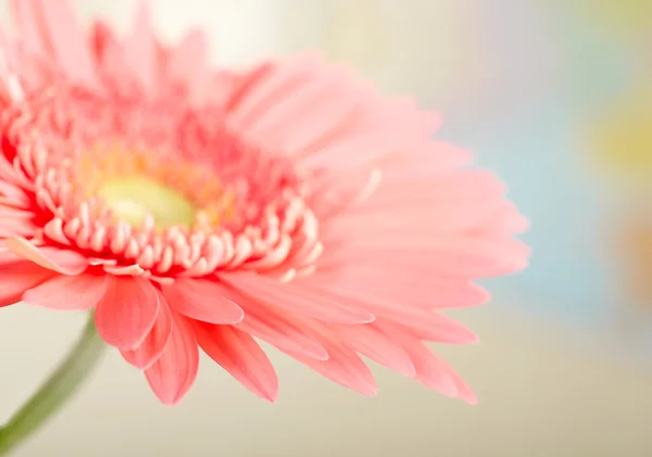 Pink daisy-gerbera — Stock Photo, Image