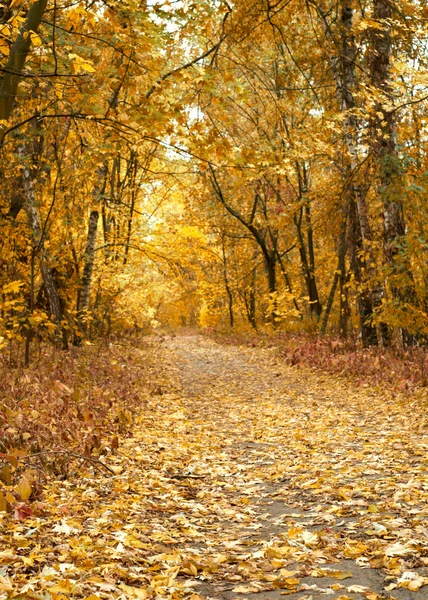 Autumn park road — Stock Photo, Image