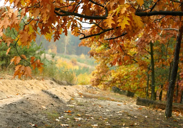 秋の公園道路 — ストック写真