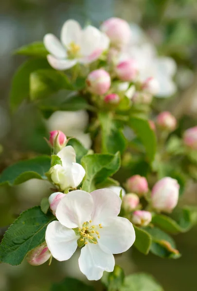 Manzanas en flor — Foto de Stock