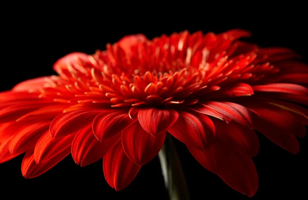 Daisy-gerbera červená — Stock fotografie