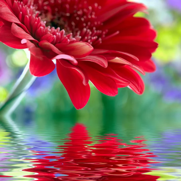 Margarida-gerbera vermelha com foco suave refletido na água — Fotografia de Stock