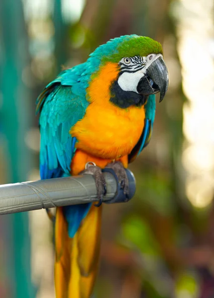 Птица попугая сидит на окуни — стоковое фото