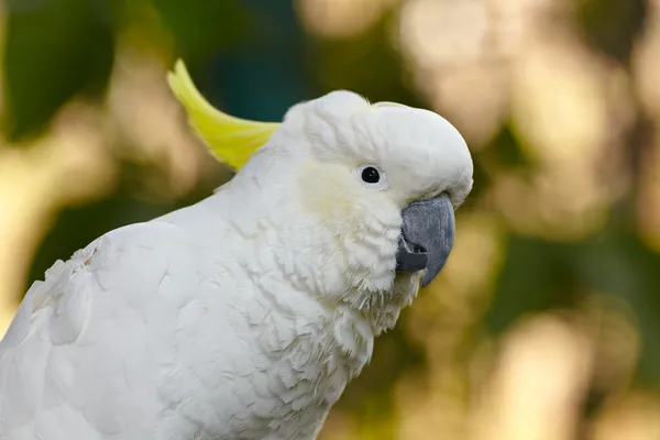 Witte papegaai vogel — Stockfoto