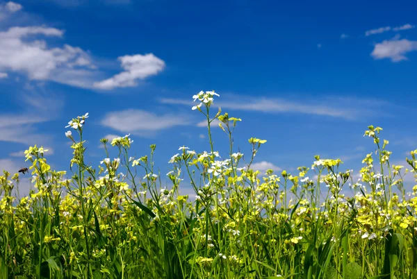 Zelená tráva, květiny a obloha — Stock fotografie