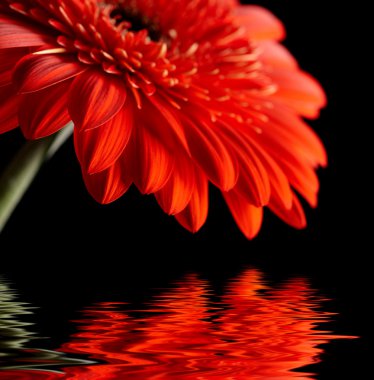 siyah zemin üzerine kırmızı papatya gerbera