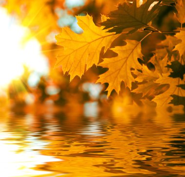 arka planda turuncu akçaağaç yaprakları