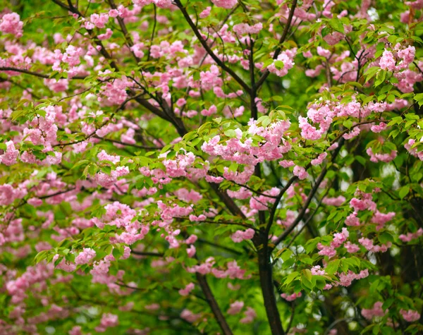 Flor de cerezo —  Fotos de Stock