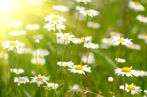 Camomile field — Stock Photo, Image