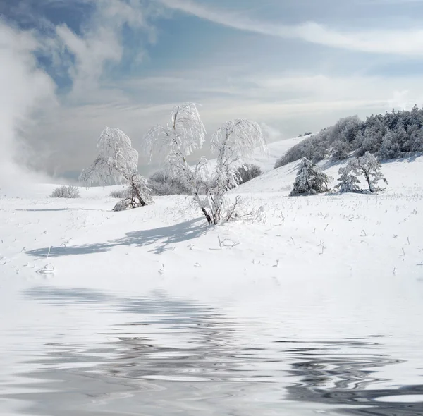 Winter trees — Stock Photo, Image