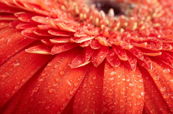 Red daisy-gerbera with waterdrops — Stock Photo, Image