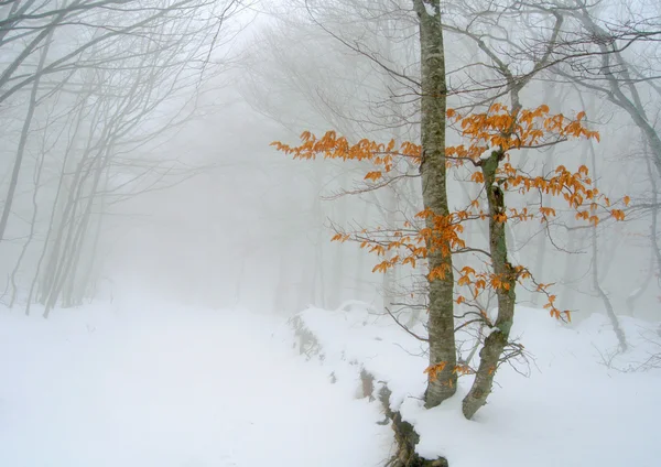 Winterbaum — Stockfoto