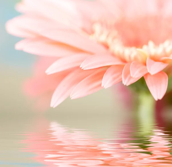 Margarida-gerbera rosa com foco suave refletido na água — Fotografia de Stock