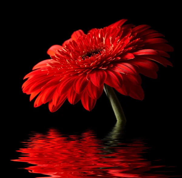 Red daisy-gerbera on black background — Stock Photo, Image