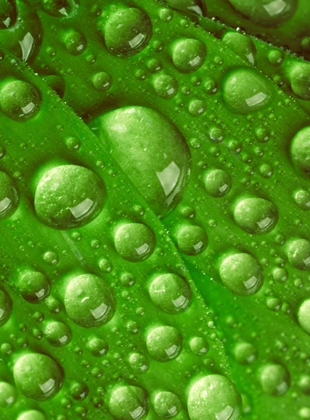 Green leaf with waredrops — Stock Photo, Image