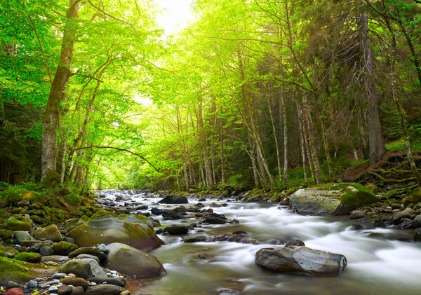 Mountain River in the wood Stock Picture