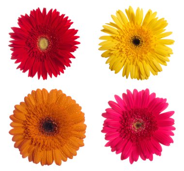 Beyaz arka plan üzerinde izole dört daisy gerbera çiçekleri