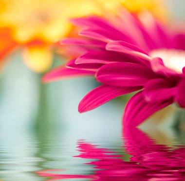 suya yansıyan yumuşak odak pembe daisy gerbera closeup
