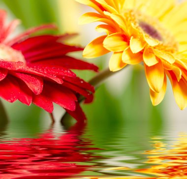 Sarı papatya gerbera ait closeup fotoğraf