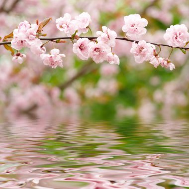 bahar çiçekleri suya yansıyan