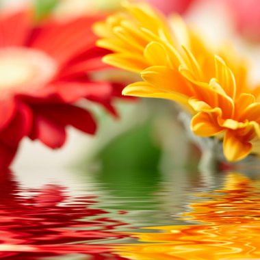 Sarı papatya gerbera ait closeup fotoğraf
