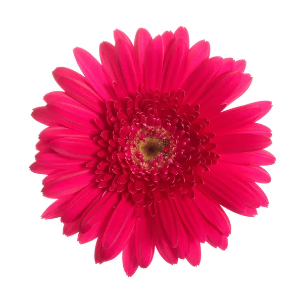 Roze daisy-gerbera geïsoleerd op witte achtergrond — Stockfoto