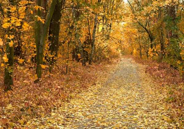 Autunno parco strada — Foto Stock