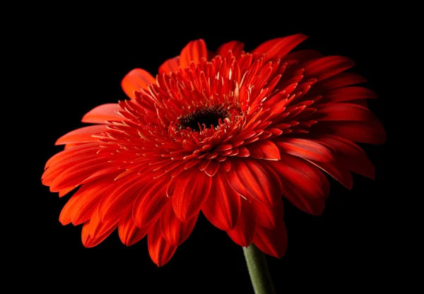 Margarita-gerbera roja sobre fondo negro — Foto de Stock